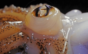 5 Weirdest Dishes in Vietnam