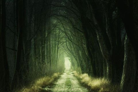 Horror Forest