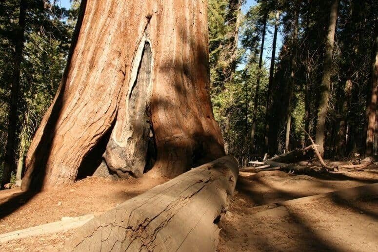 Redwood trees