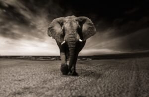 Exploring Africa