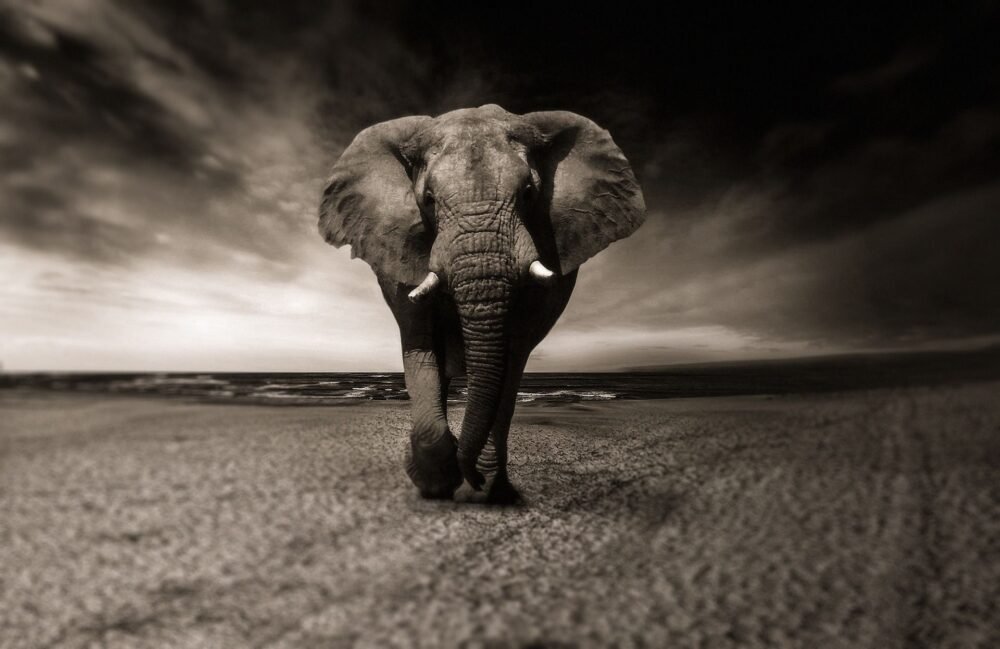 Exploring Africa