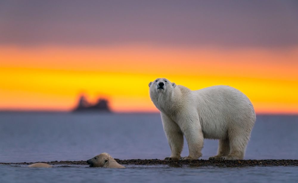 Polar bears