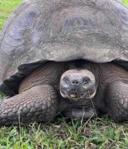 Giant tortoise