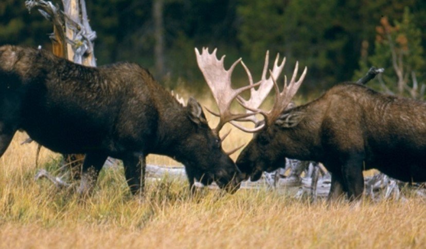 Yellowstone National Park, Montana