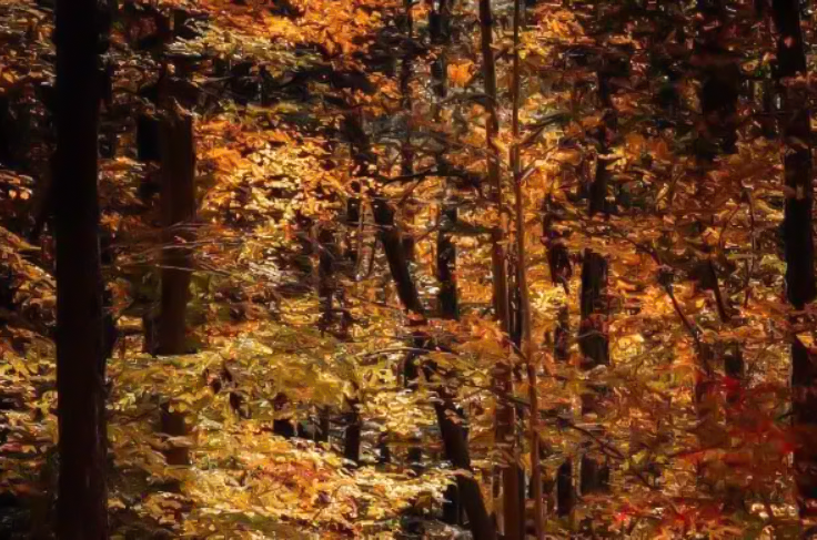 Autumn-forest