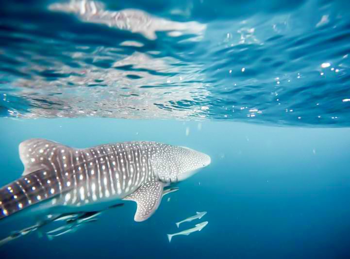 Whale Shark Balandra Bay