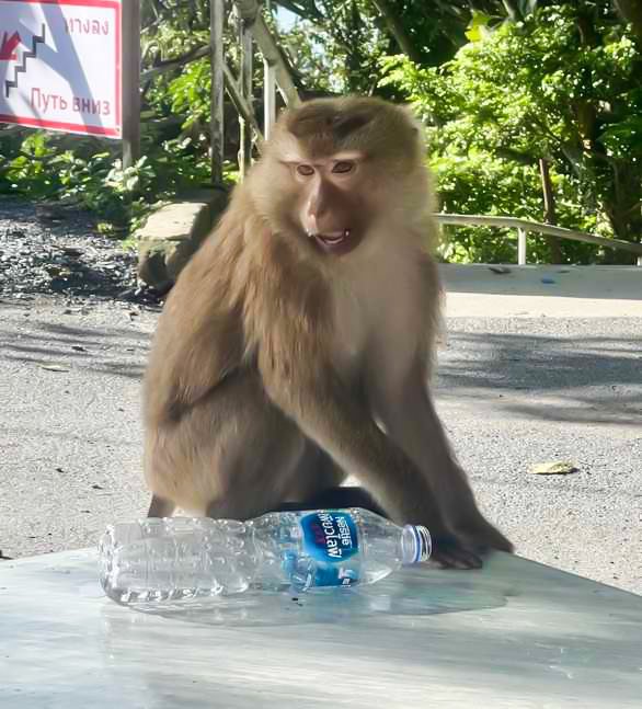 Lopburi best place for animal lover