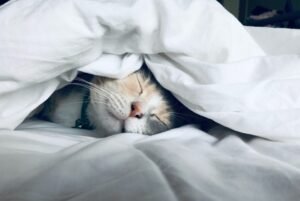 sleep tourism