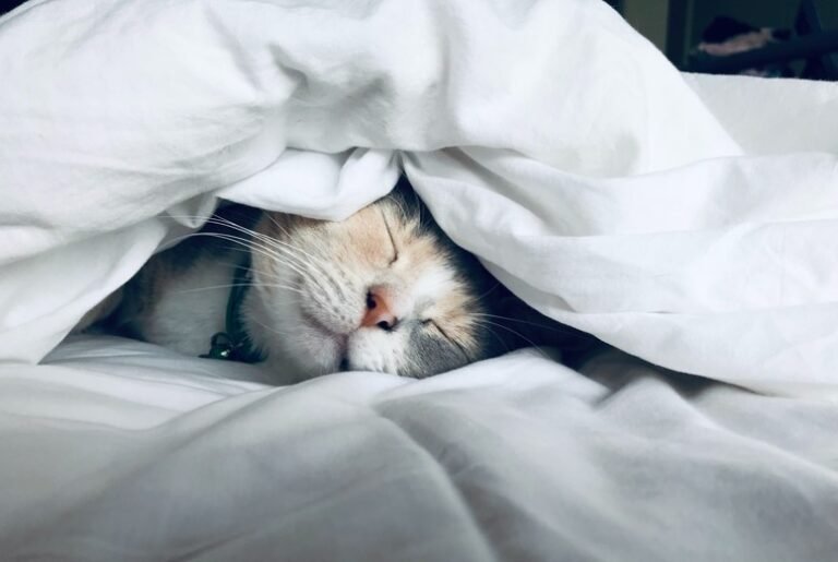 sleep tourism