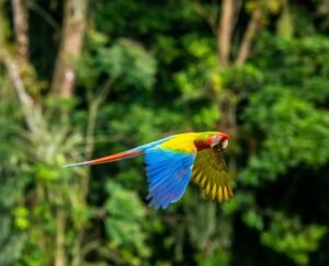 costa rican wilderness