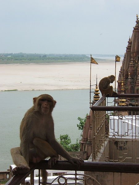 Monkey