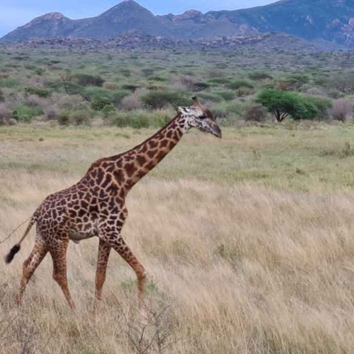 Safari Adventures