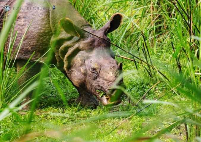 Nature and Wildlife of Nepal