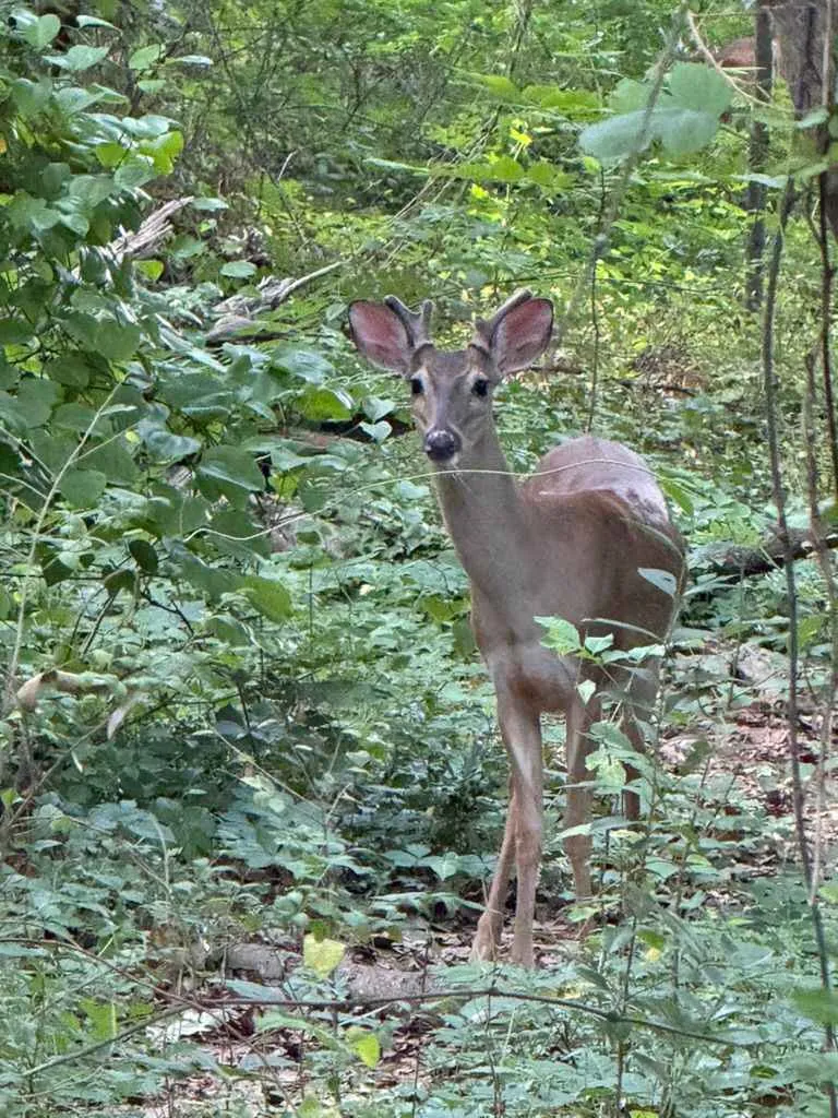 the deer