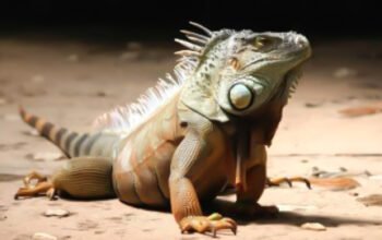 Iguana